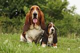 BASSET HOUND 089